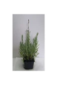 Lavanta – Lavandula Angustifolia thumbnail 2