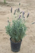 Lavanta - Lavandula Angustifolia Sevtopolis Saksıda 10-20 cm thumbnail 2