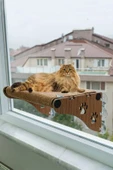 Ahşap Cama Yapışan Kedi Yatağı Vantuzlu Cam Yatağı Terası thumbnail 1