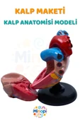 ( 1 Adet ) Kalp Anatomisi Modeli Kalp Maketi İnsan Kalbi Maketi Eğitici thumbnail 2
