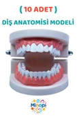 ( 10 Adet ) İnsan Diş Anatomisi Diş Modeli Eğitici Maket Fen Ve Biyoloji Dersleri Diş Maketi thumbnail 1
