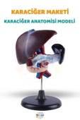 ( 1 Adet ) Karaciğer Anatomisi Modeli Karaciğer Maketi İnsan Karaciğer Yapısı Eğitici thumbnail 2