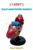 ( 1 Adet ) Kalp Anatomisi Modeli Kalp Maketi İnsan Kalbi Maketi Eğitici thumbnail 1