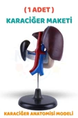 ( 1 Adet ) Karaciğer Anatomisi Modeli Karaciğer Maketi İnsan Karaciğer Yapısı Eğitici thumbnail 1