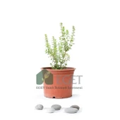 İzmir Bilyalı Kekik (Origanum onites) thumbnail 1