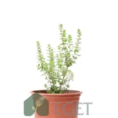 İzmir Bilyalı Kekik (Origanum onites) thumbnail 2