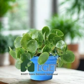 Çin Para Bitkisi (Pilea peperomioides) thumbnail 3