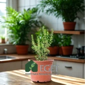 İzmir Bilyalı Kekik (Origanum onites) thumbnail 3