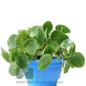 Çin Para Bitkisi (Pilea peperomioides) thumbnail 2
