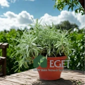 Kül Gazanya (Gazania tomentosa) thumbnail 3