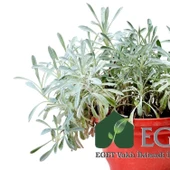 Kül Gazanya (Gazania tomentosa) thumbnail 2