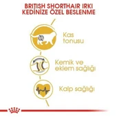 Royal Canin British Shorthair İçin Özel Irk Yetişkin Kedi Maması 400 gr thumbnail 4