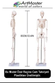 İskelet Sistemi Maketi 85 cm 1 Adet İnsan İskelet Modeli Haraketli Eğitim İskelet Anatomisi İskelet Sistemi thumbnail 3