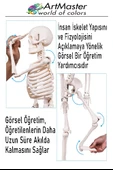 İskelet Sistemi Maketi 85 cm 1 Adet İnsan İskelet Modeli Haraketli Eğitim İskelet Anatomisi İskelet Sistemi thumbnail 4