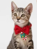 Christmas Candy Yılbaşı Kedi Papyon Tasması | Kırmızı Fiyonk Boyun Aksesuarı | Noel Temalı Kedi Süsü thumbnail 4