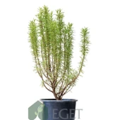 Saksıda Organik Biberiye (Rosmarinus officinalis) thumbnail 2