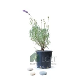 Saksıda Organik Lavanta (Lavandula Angustifolia) thumbnail 1