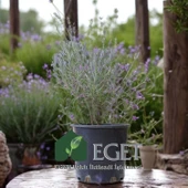 Saksıda Organik Lavanta (Lavandula Angustifolia) thumbnail 3