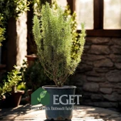 Saksıda Organik Biberiye (Rosmarinus officinalis) thumbnail 3