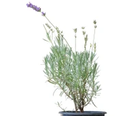 Saksıda Organik Lavanta (Lavandula Angustifolia) thumbnail 2