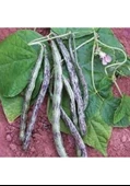 200 Adet Tohum Organik Taze Kılçıksız Alaca Çillikız Çilli Kız Niğde Yayla Fasulyesi Fasulye Hediye Tohumlu thumbnail 2