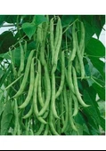 100 Adet Tohum Nadir Sırık Keklik Alası Ayşe Kadın Fasulye Tohum Fasülye Tohumu Taze Hasat Hediye Tohumlu thumbnail 1