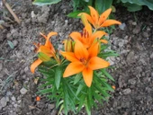 10 Adet Tohum Nadir Bulunan Portakal Zambağı Çiçeği Tohumu Hediye Tohumlu thumbnail 2