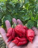 10 Adet Tohum Nadir Bulunan Kırmızı Habanero Biberi Tohumu Sürpriz Hediye Tohumlu thumbnail 2