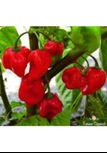 10 Adet Tohum Nadir Bulunan Kırmızı Habanero Biberi Tohumu Sürpriz Hediye Tohumlu thumbnail 1