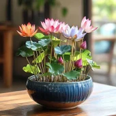 10 Adet Tohum Nadir Asya Karışık Lotus Nilüfer Çiçeği Su Zambağı Japon Çiçeği Zambak thumbnail 1