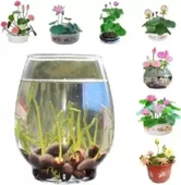 10 Adet Tohum Pembe Japon Lotus Çiçeği Nilüfer Su Zambağı Tohumları Hint thumbnail 2