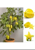 1 Adet Tohum Tropikal Yıldız Meyvesi Ağacı Tohumu Hediye Tohumludur thumbnail 1