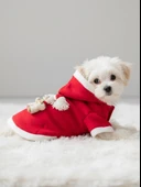 Snow Bear Kırmızı Xmas Köpek Kıyafeti | Kapüşonlu Polar Noel Sweatshirt | Küçük Irklar İçin thumbnail 8