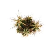 Neocardinazia Herzogiana (Kaktüs) thumbnail 2