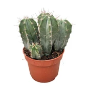 Stenocereus Pruinosus (Kaktüs) thumbnail 1