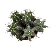 Stenocereus Pruinosus (Kaktüs) thumbnail 2