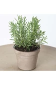 Rosmarinus Officinalis Biberiye Fidanı, Saksıda 10-20 cm thumbnail 3