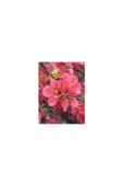 Saksılı Japon Ayvası Bahar Dalı Fidanı 20-30 cm Chaenomeles Japonica thumbnail 3