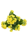Yellow Kalanchoe Seedling Sarı Kalanchoe Fidanı (Kalanşo) 10-20 cm thumbnail 1