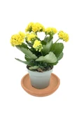 Yellow Kalanchoe Seedling Sarı Kalanchoe Fidanı (Kalanşo) 10-20 cm thumbnail 2