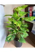 Potos Sarmaşığı Epipremnum Aureum 10-20 cm thumbnail 2