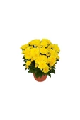 Saksıda Kasımpatı Çiçeği (Chrysanthemum) Sarı 10-20 cm thumbnail 1