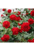 Kırmızı Gül Fidesi Fidanı 10-20 cm thumbnail 2