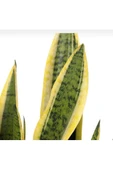 Kılıç Çiçeği Sanseveria Sarı Çizgili 10-20 cm thumbnail 3