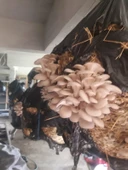 İstiridye Mantarı Tohumu ( Yetiştirme seti-Her Şey Dahil) thumbnail 3