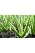 Alovera Çiçeği Fidanı Saksılı 10-20 cm thumbnail 2