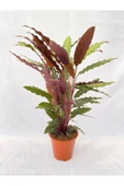 Kalatya-Calathea Rufibarba Wavestar Dua Çiçeği 10-20 cm thumbnail 1