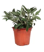 Sage Shalba Seedlings Adaçayı Şalba Fidanı Salvia Officinalis 10-20 cm thumbnail 1