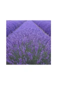 Lavender Seedling Lavanta Fidanı 10 Adet 10-20 cm thumbnail 3