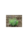 Aromatik Kokulu Lavanta Fidanı 1 Adet Angustifolia 10-20 cm thumbnail 3